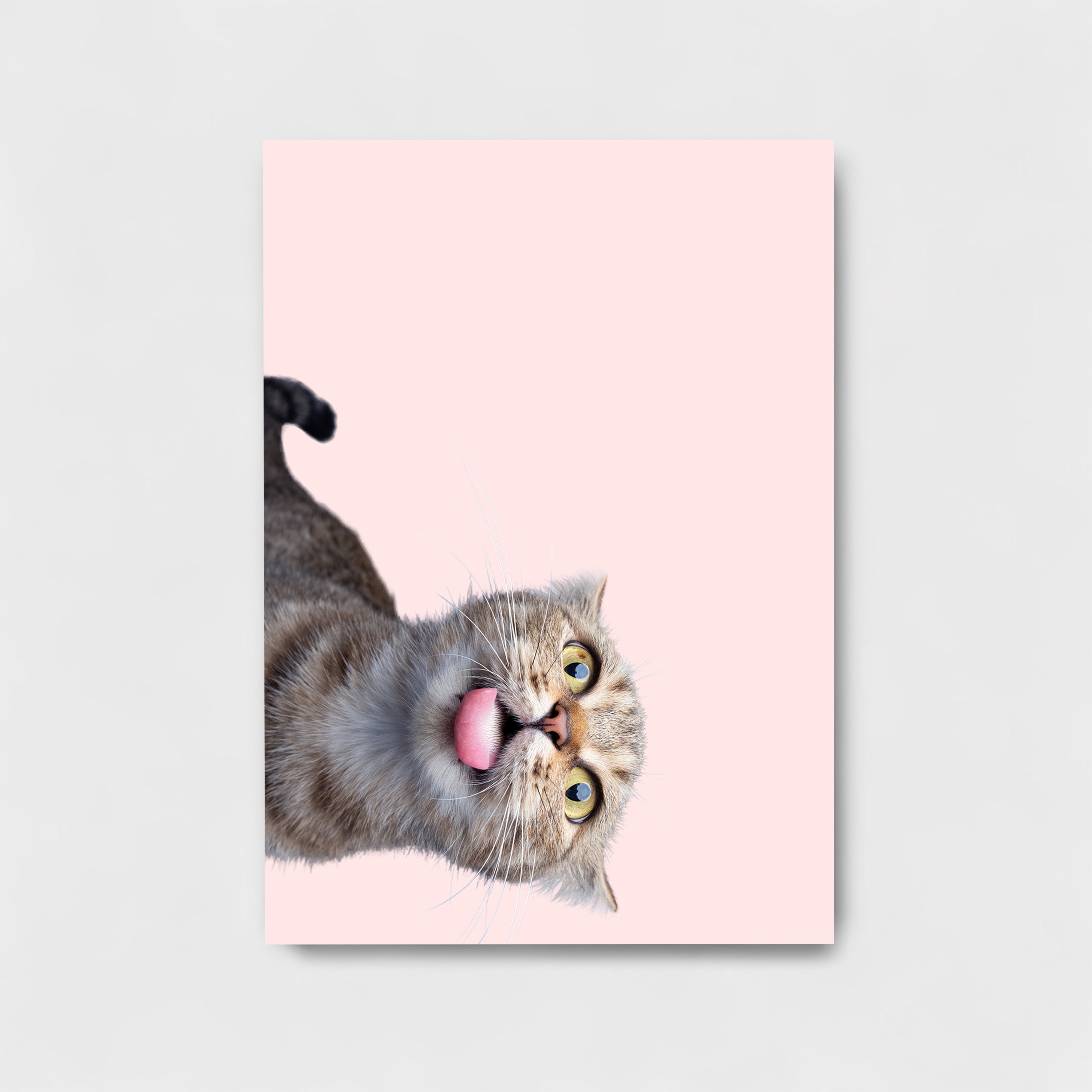 CAT WALLPAPER