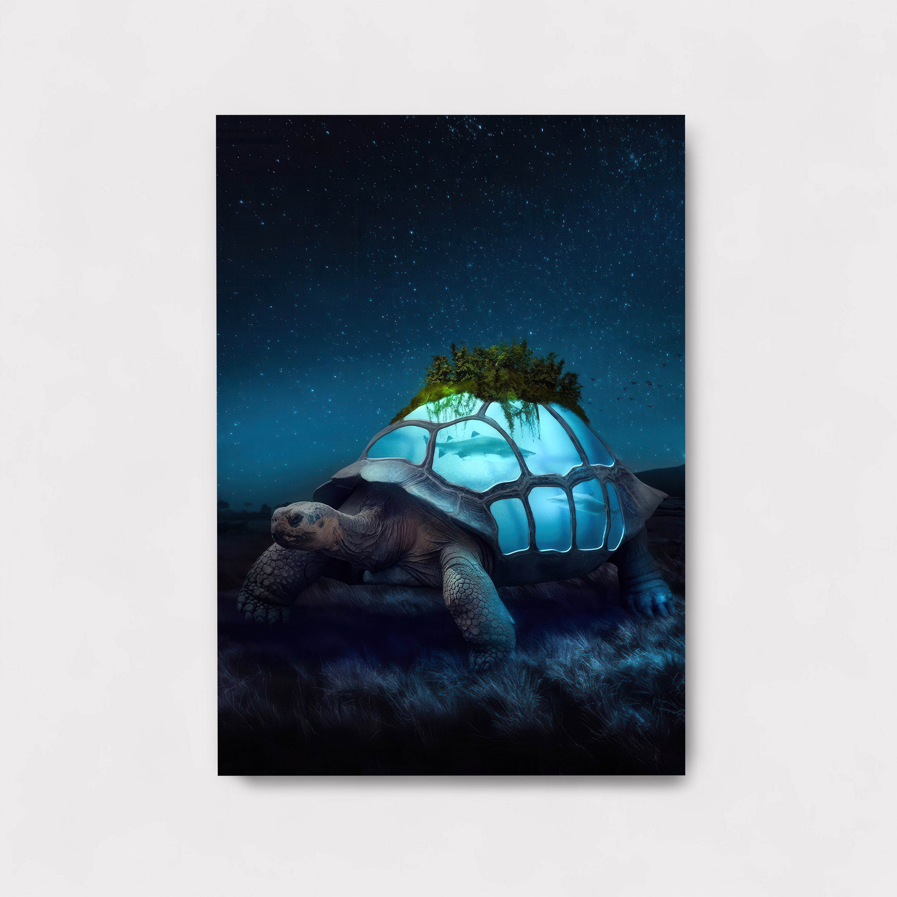 Tortoise Odyssey M