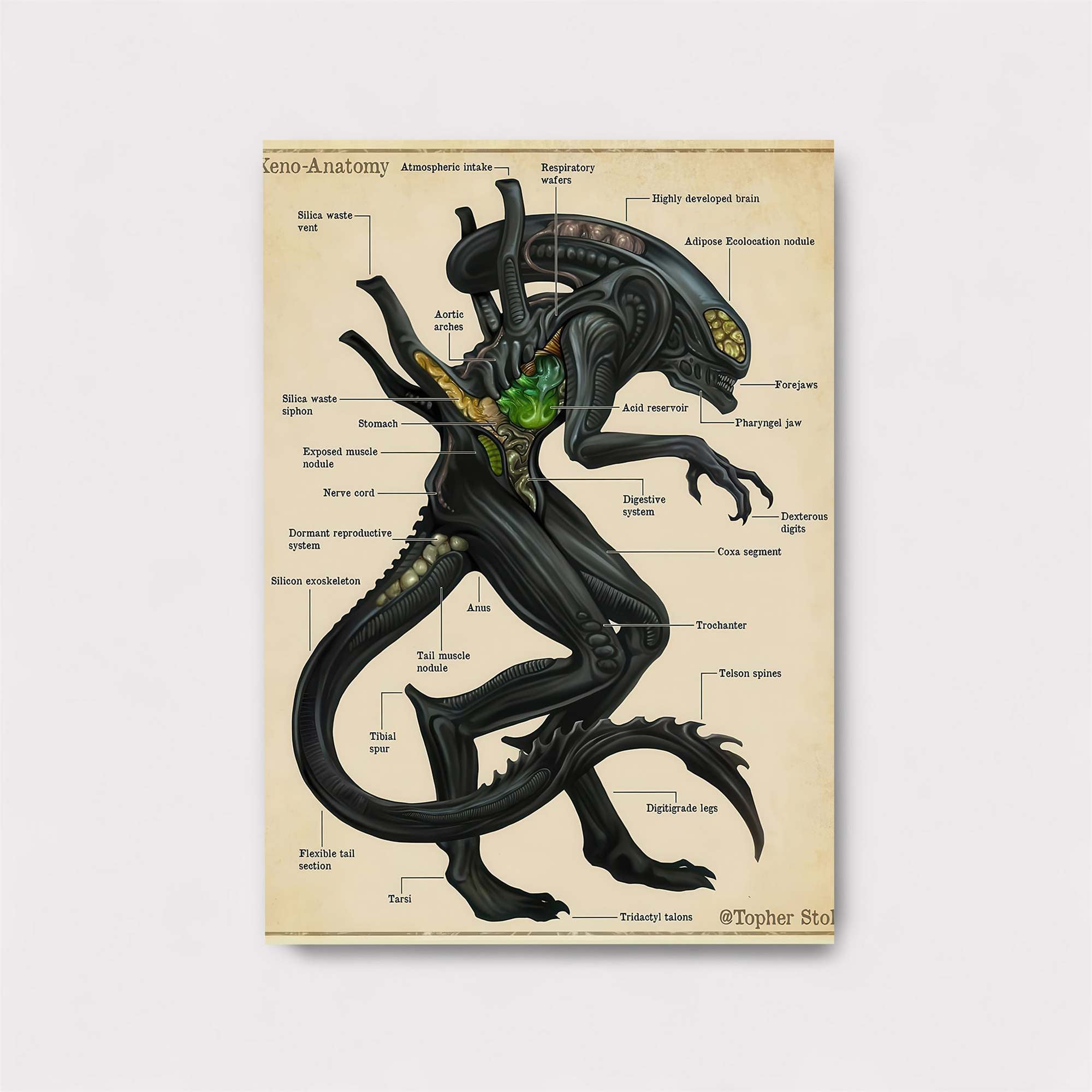 Xenomorph Diagrams Safe Wall Magnetic / M