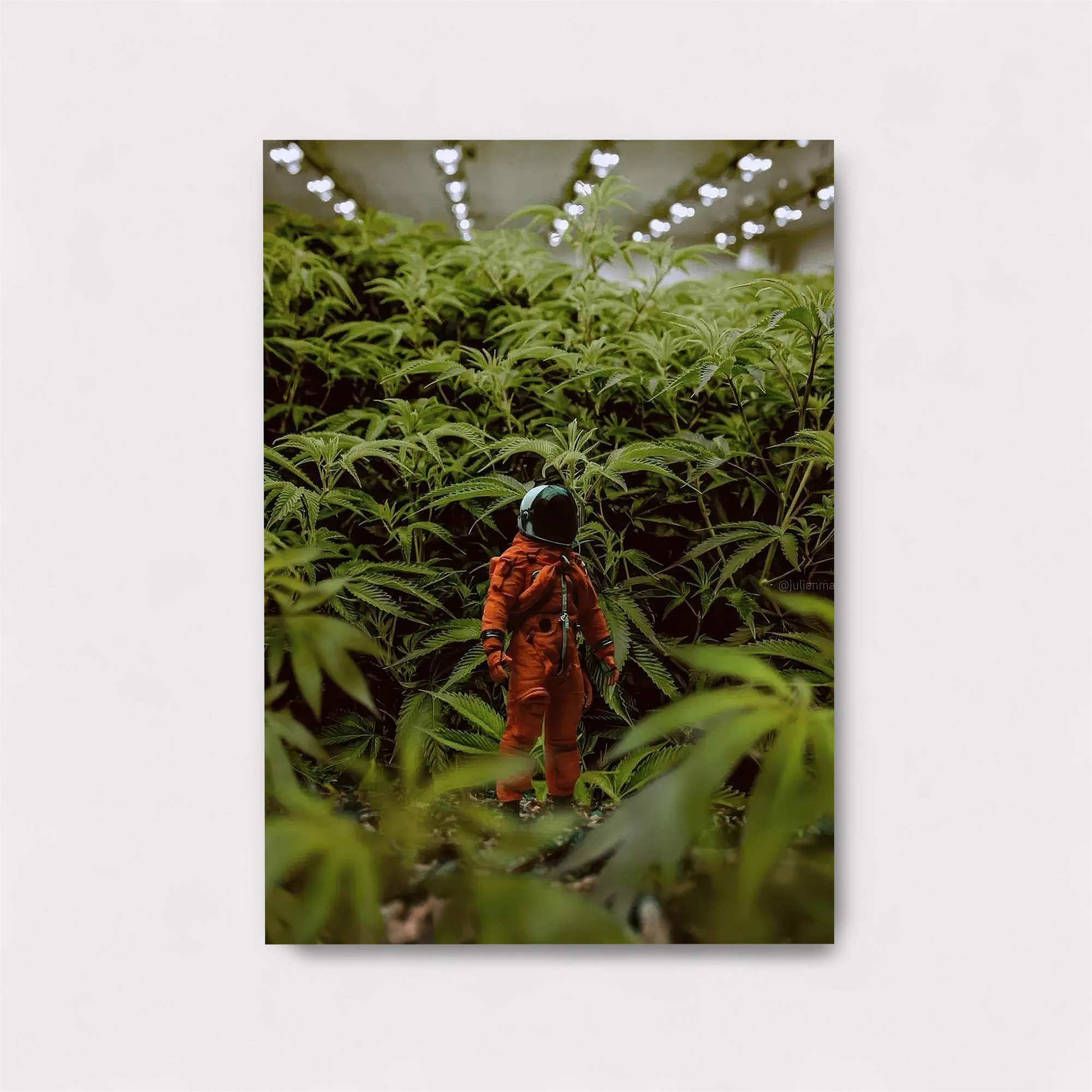 Cosmic Jungle Safe Wall Magnetic / M