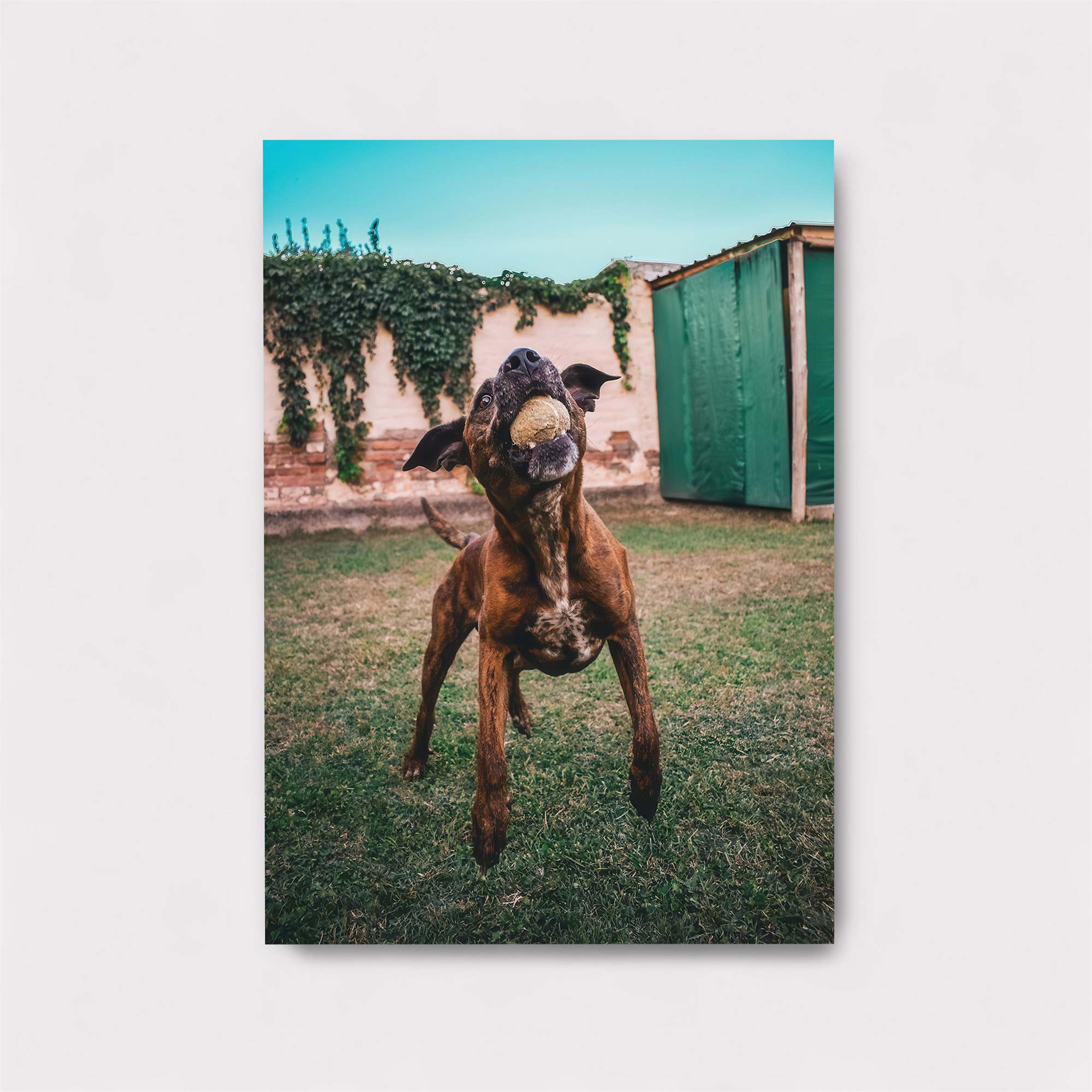 Doggy Delight Safe Wall Magnetic / M