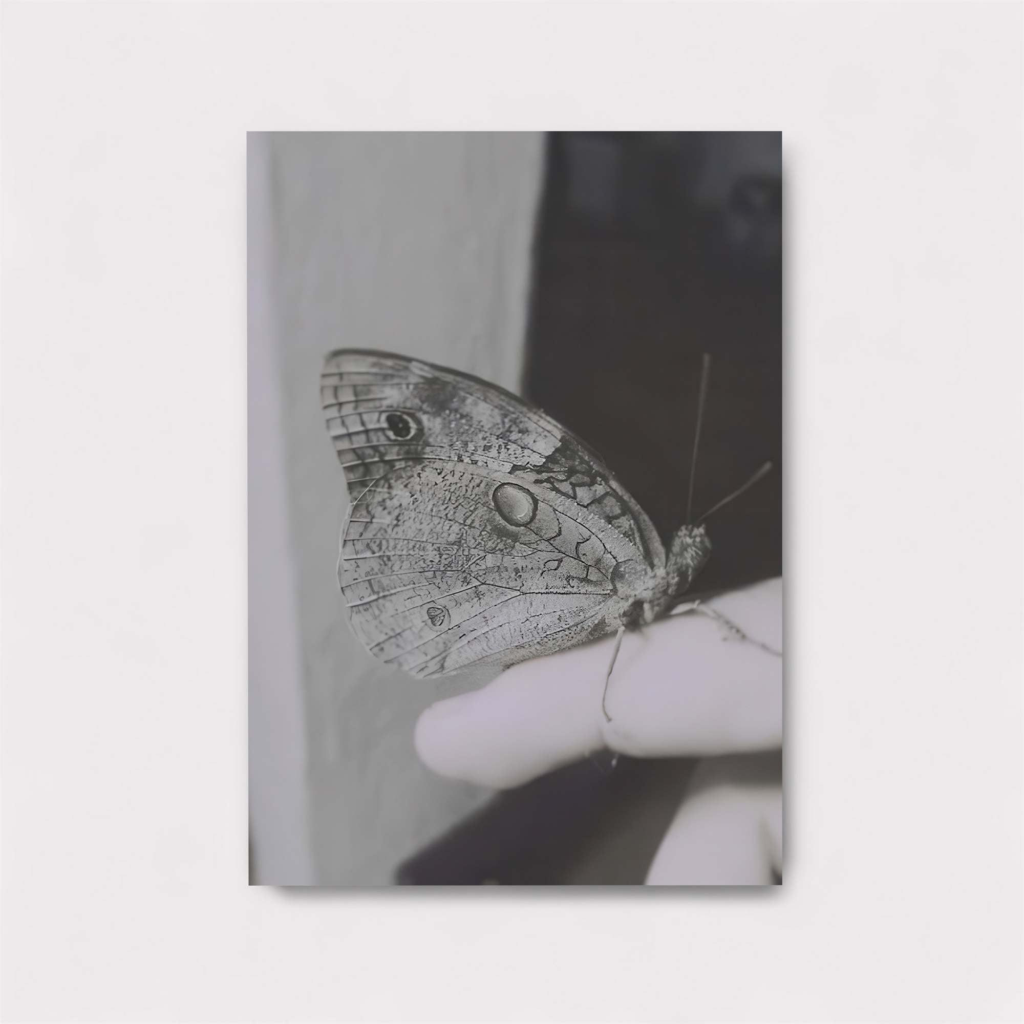 Butterfly Serenity Safe Wall Magnetic / M