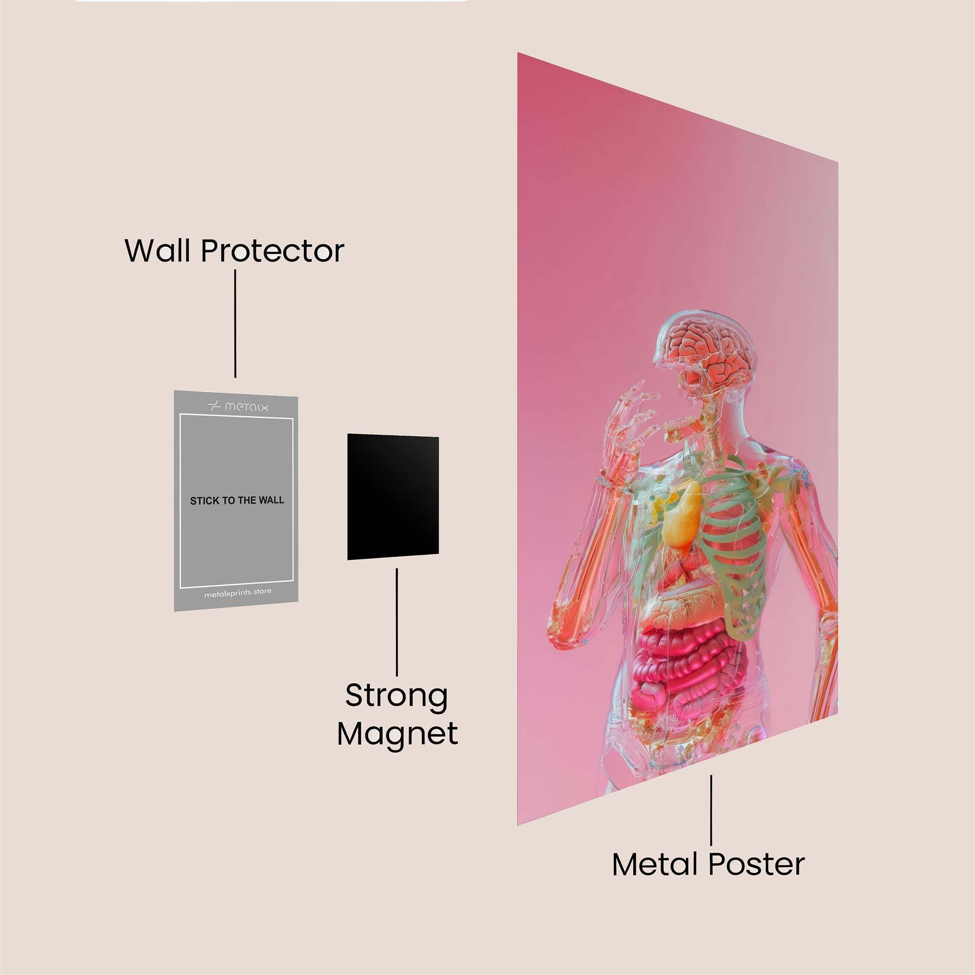 Anatomy Whisper Safe Wall Magnetic / M