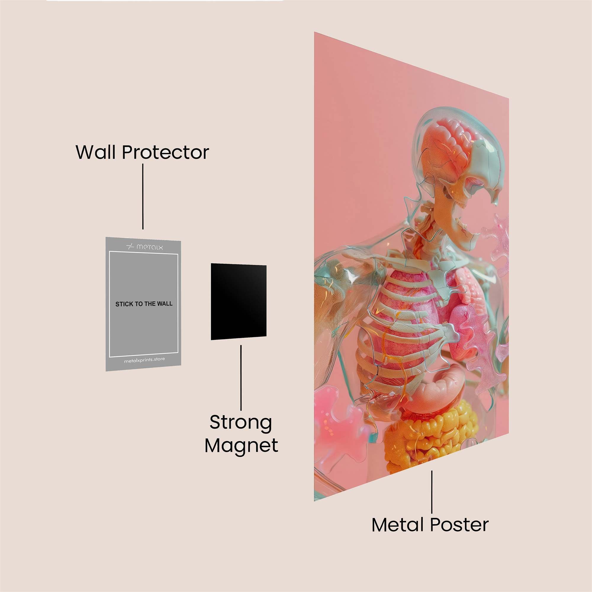 Anatomy Whimsy Safe Wall Magnetic / M