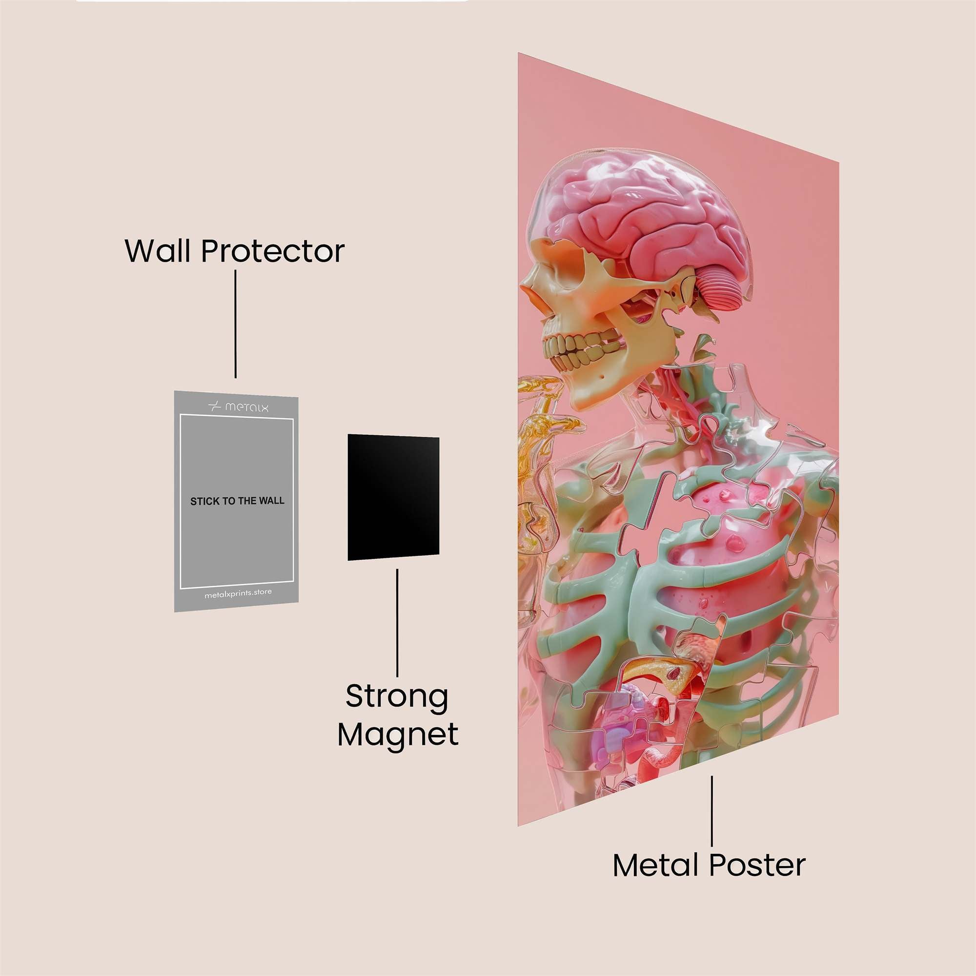 Skeleton Whimsy Safe Wall Magnetic / M