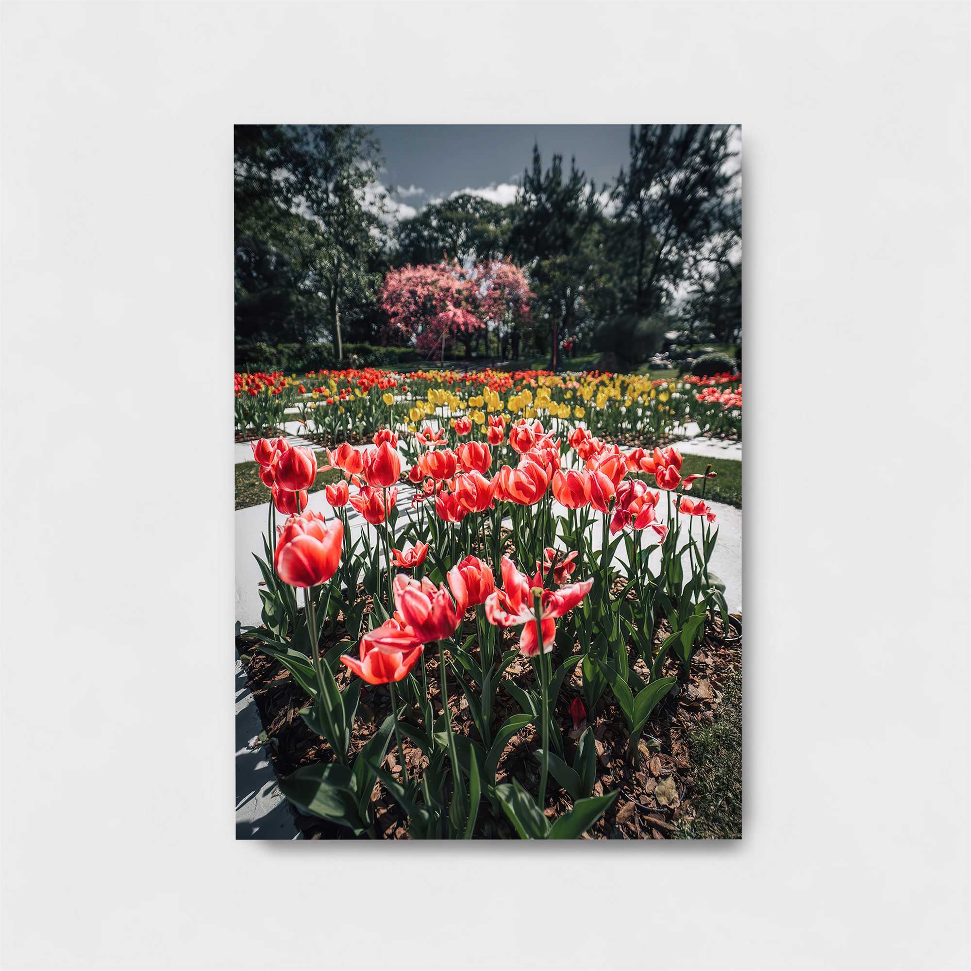 Tulip Tranquility Safe Wall Magnetic / M