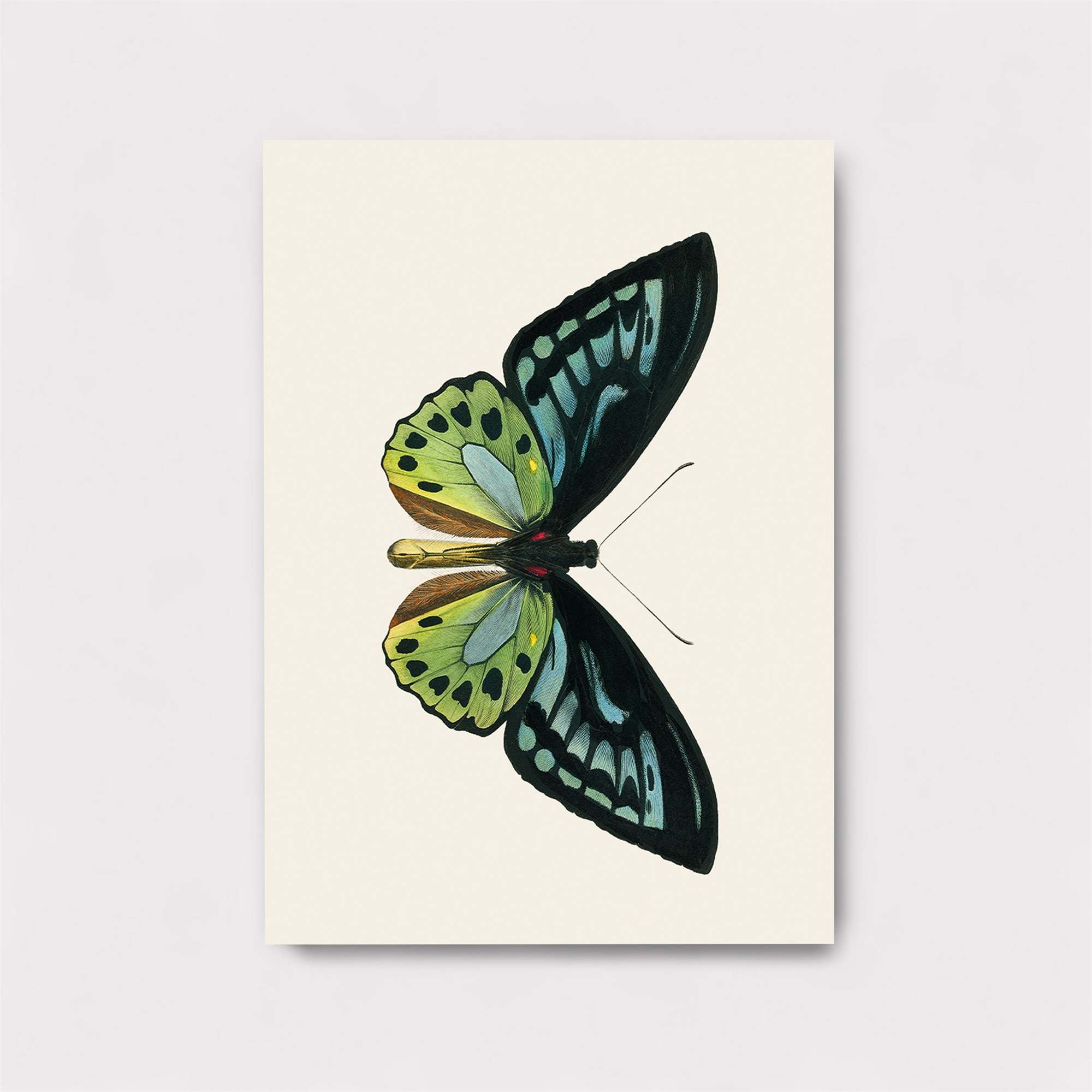 Butterfly Elegance Safe Wall Magnetic / M