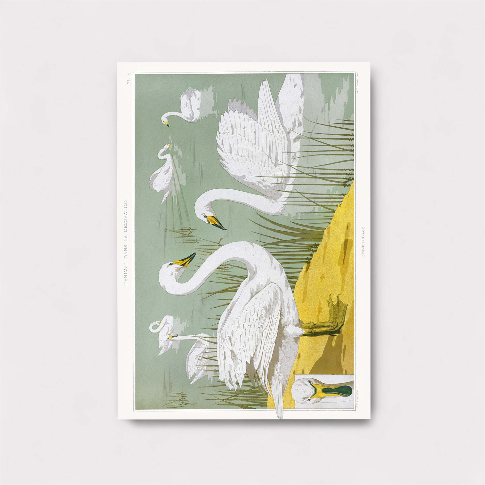Swans Serene Safe Wall Magnetic / M