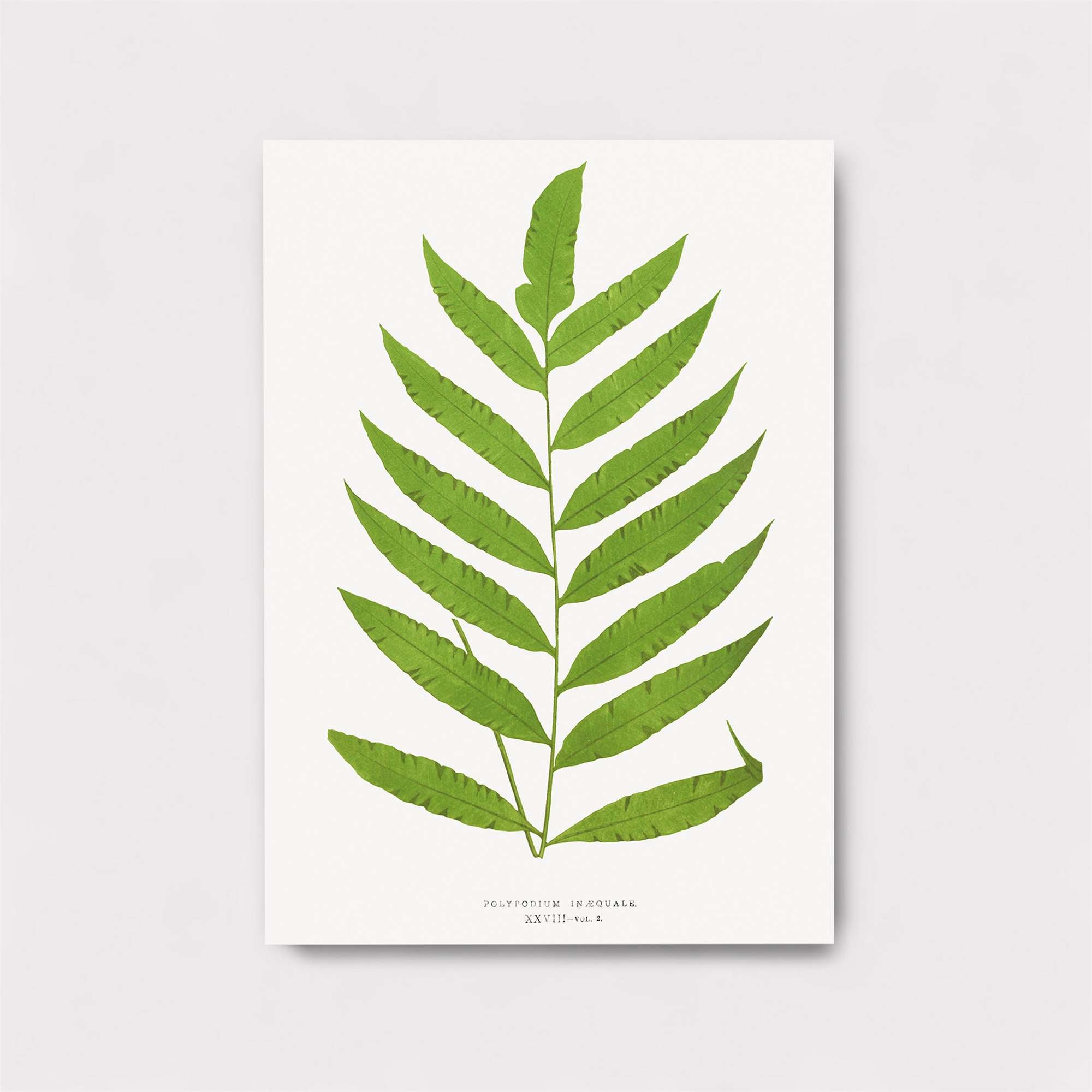 Fern Serenity Safe Wall Magnetic / M