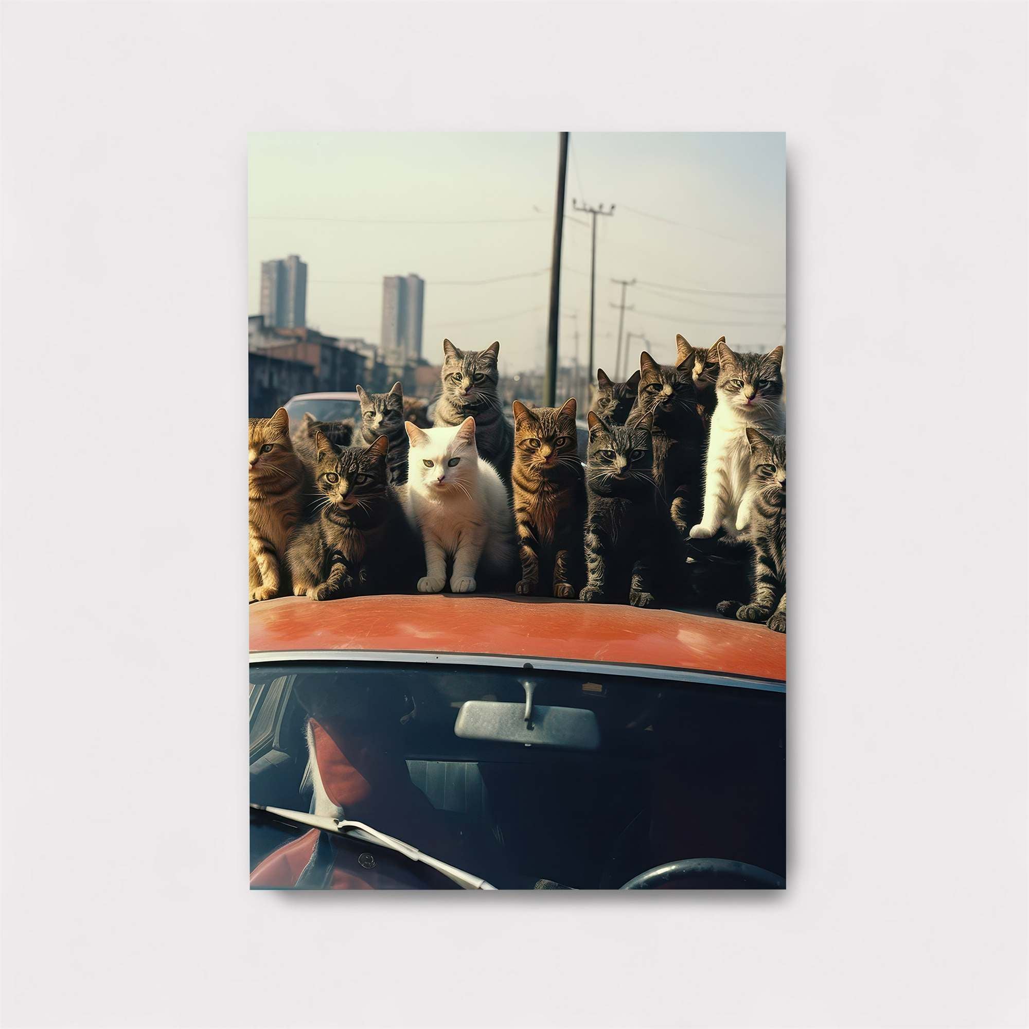 Cats Congregate Safe Wall Magnetic / M