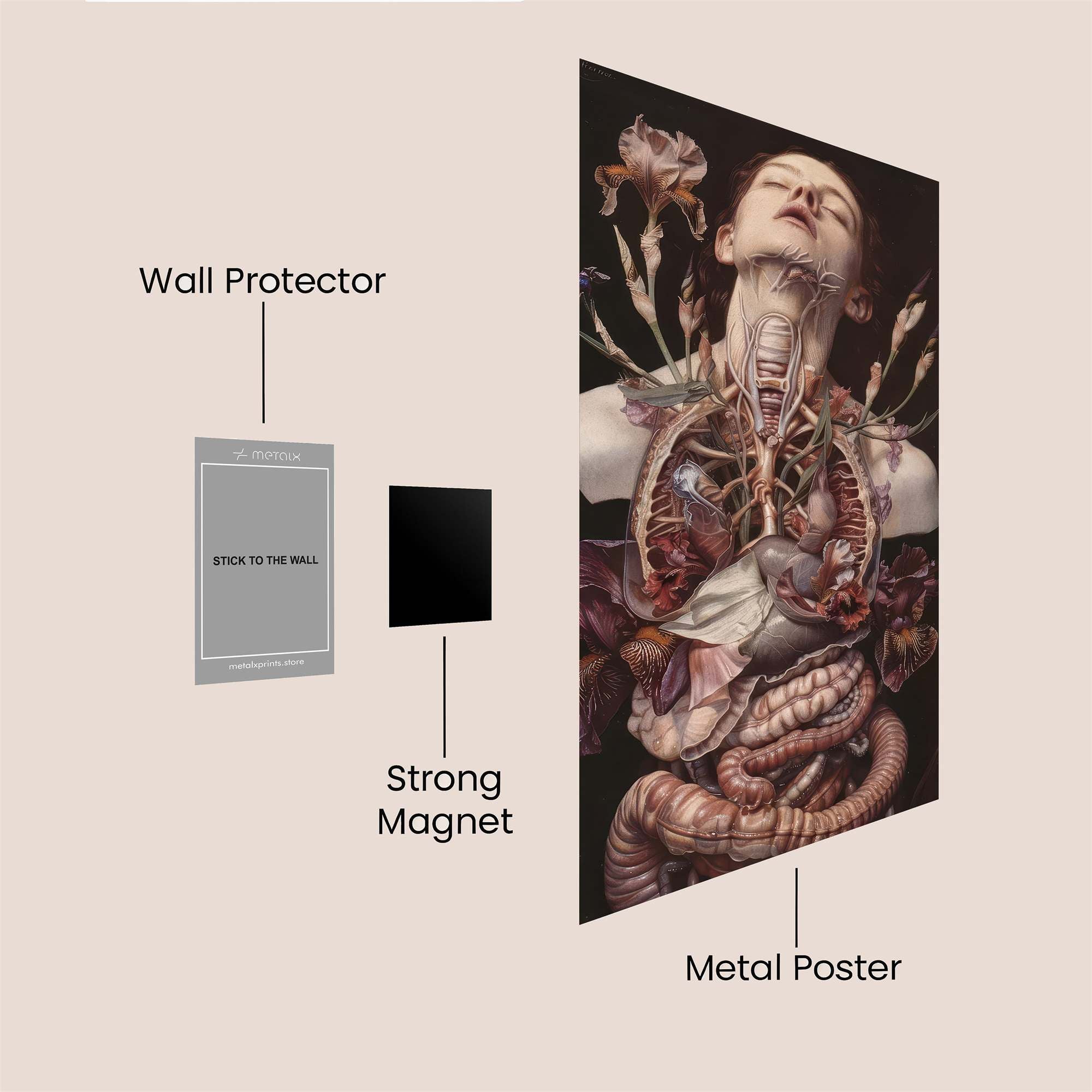 Floral Anatomy Safe Wall Magnetic / M